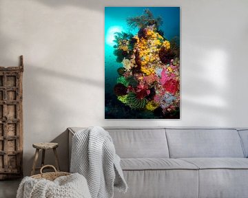 Colour explosion on the reef