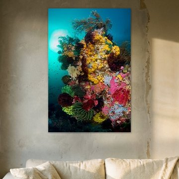 Colour explosion on the reef