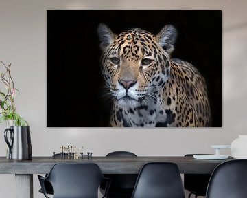 Jaguar with a black background by Maurice de vries