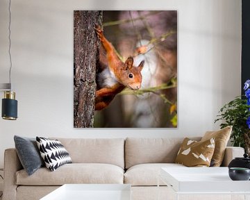 Rode eekhoorn: Kiekeboe van Marjolein van Middelkoop