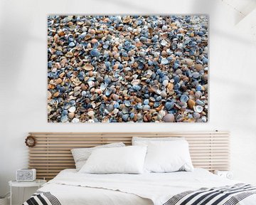 Shells on the beach by MSP Canvas