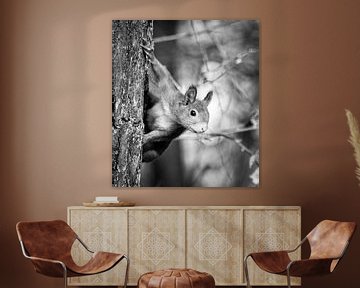 Portrait d'un écureuil en noir et blanc sur Marjolein van Middelkoop