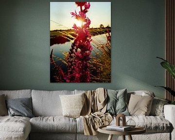 Loosestrife Flower sur Femke Vergeer