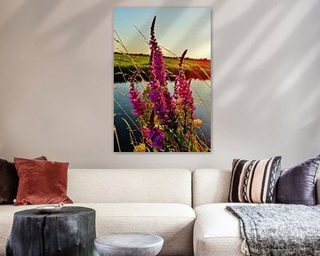 Loosestrife Flower at Sunset sur Femke Vergeer