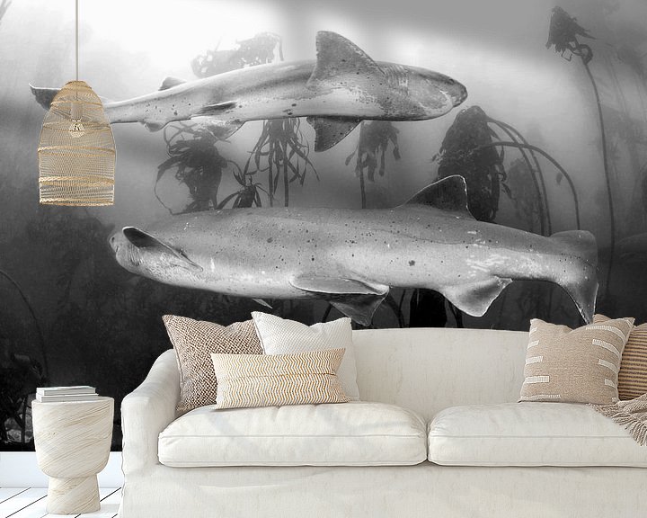 Sfeerimpressie behang: Prehistorische haaien in Zuid-Afrika van Filip Staes