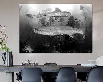 Prähistorische haie in Südafrika von Filip Staes
