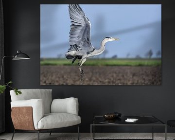 Flying Heron / Heron in flight by Henk de Boer