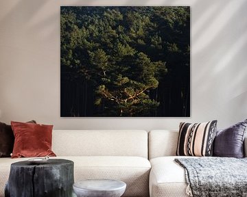 Bäume #5