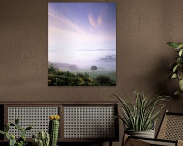 Einzelner Baum im Frühnebel bei Sonnenaufgang, Toskana, Italien von Markus Lange