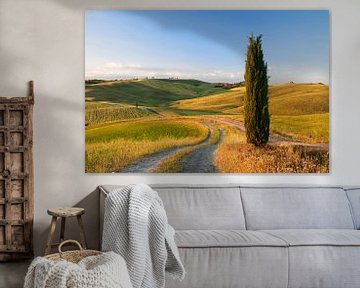 Toskanische Landschaft mit Zypressen, Toskana,  Italien