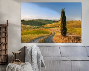 Paysage toscan avec des cyprès, Toscane, Italie sur Markus Lange