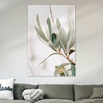 Olivier | branches d'olivier | photographie d'art | botanique sur Lindy Schenk-Smit