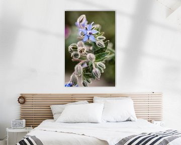 Paarse bloem | macro fotografie van Lindy Schenk-Smit