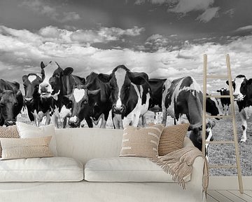 Curious cows in a meadow against sky with dramatic clouds by Tony Vingerhoets