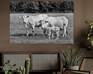 weißer Stier, Kuh und ihr Neugeborenes Kalb zusammen in einer Wiese von Tony Vingerhoets
