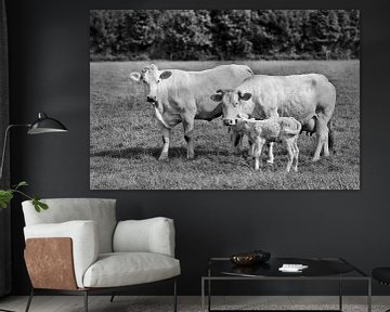 witte stier, koe en hun pasgeboren kalf samen in een weide van Tony Vingerhoets