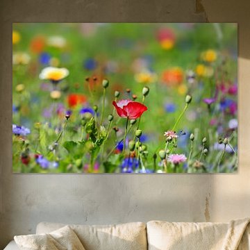 flower meadow