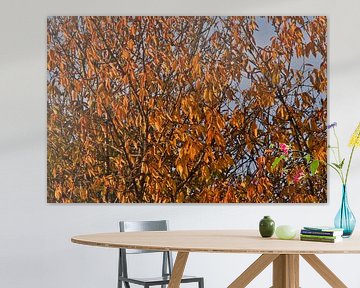 Oranje herfstkleurende bladeren aan de boom. van Jolanda de Jong-Jansen