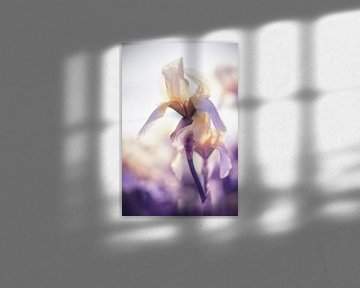 Iris Blume von Vladyslav Durniev