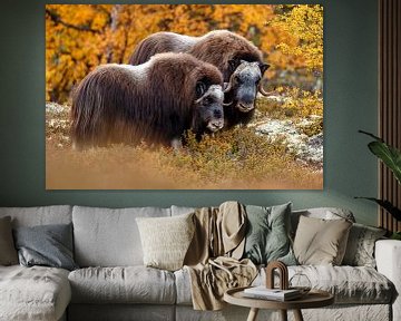 Musk ox in Norway