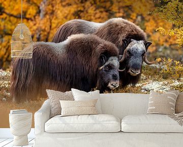 Muskusos in Noorwegen van Menno Schaefer