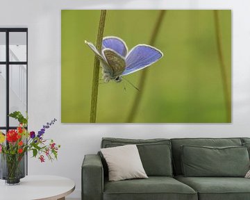 Vlindertje in het groen van Miranda Rijnen Fotografie