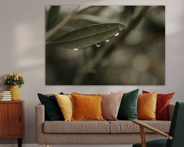 Regendruppel olijfboom van Monique Brunt
