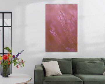Bloeiende, paarse en roze heide van Miranda Rijnen Fotografie