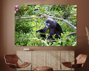 Dusky Leaf monkey on Langkawi (Malaysia) by t.ART