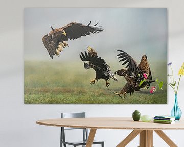 Two fighting European sea eagles. by Albert Beukhof