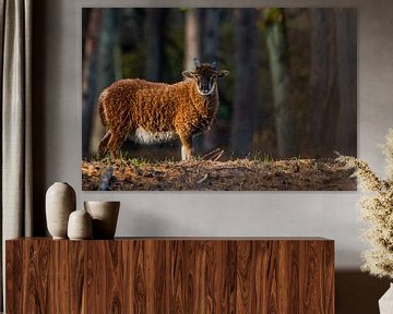 Soay (schaap) van eric joosten