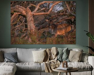 Hert in het bos van de Amsterdamse Waterleidingduinen van Michael Jansen