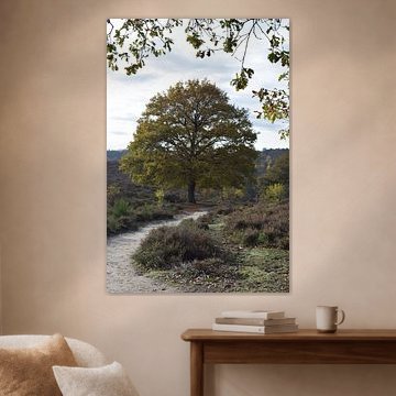 Herbstliche Eichenfarben