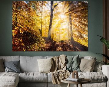 Herbstwaldleuchten von Daniela Beyer