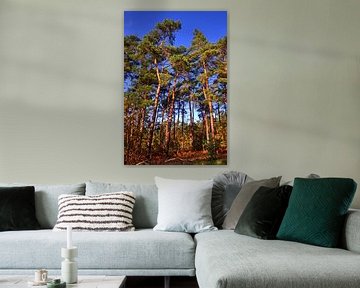 Dennenbomen van Edgar Schermaul