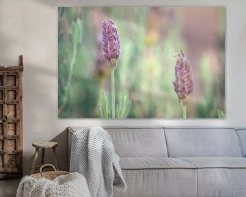 Lavendel (Lavandula) von Eric van der Gijp