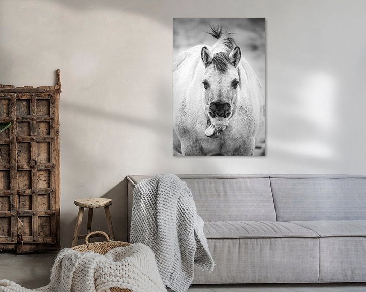 Sfeerimpressie: Een konikpaard geeuwt / gaapt en steekt tong uit van Melissa Peltenburg