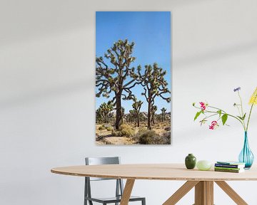 Le parc national de Joshua Tree aux États-Unis