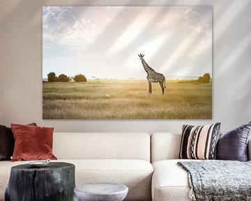 Massai-giraffe in het zonlicht