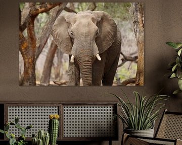 Elephant, Hwange National Park, Zimbabwe by Marco Kost