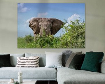 Face to face with a bull elephant by Alexander Schulz