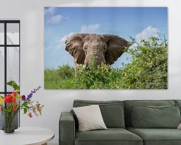 Face à face avec un éléphant mâle