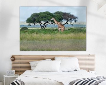 Masai Giraffe van Alexander Schulz