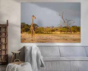 Giraffe van Marco Kost