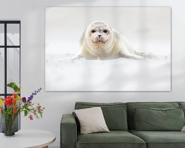 Young seal on the beach - Natural Wadden Sea by Anja Brouwer Fotografie