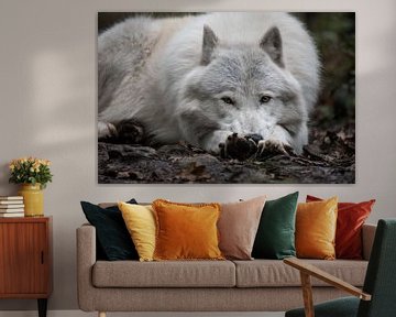 Lying Arctic alpha wolf by UnkczY