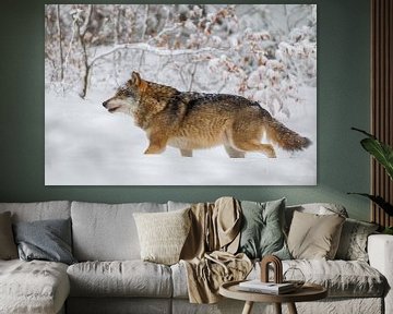 Wolf in de winter van Dirk Rüter