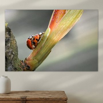 ,,Die Liebe der Marienkäfer"