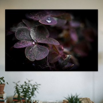 ,,Regentropfenverperlung"