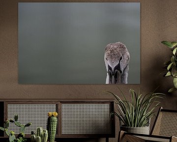 hässliches Entlein